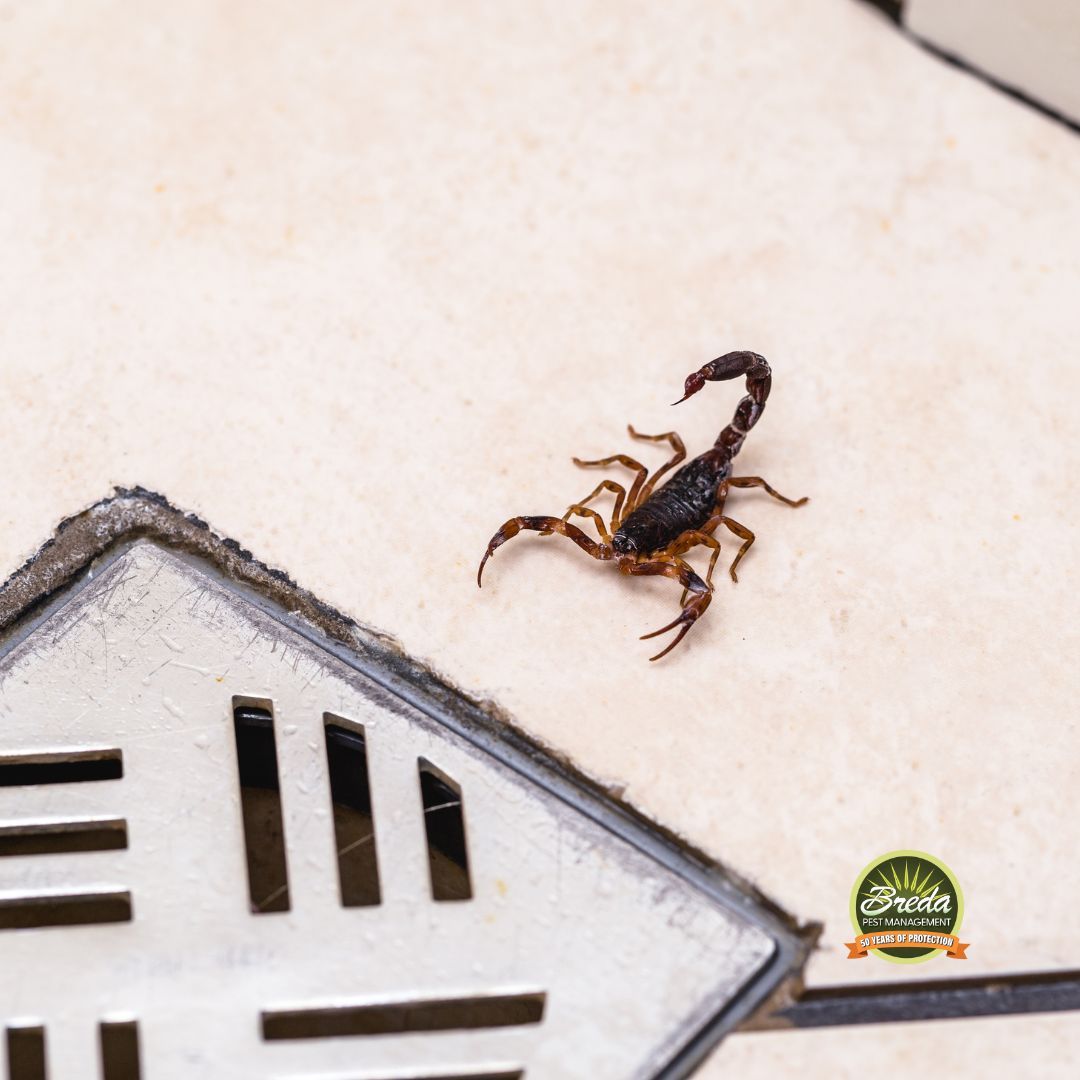 scorpion crawling a shower near the drain scorpions in Georgia
