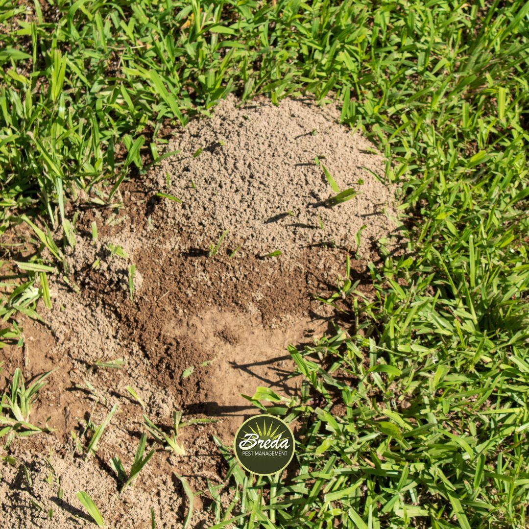 Fire ant mound in backyard grass