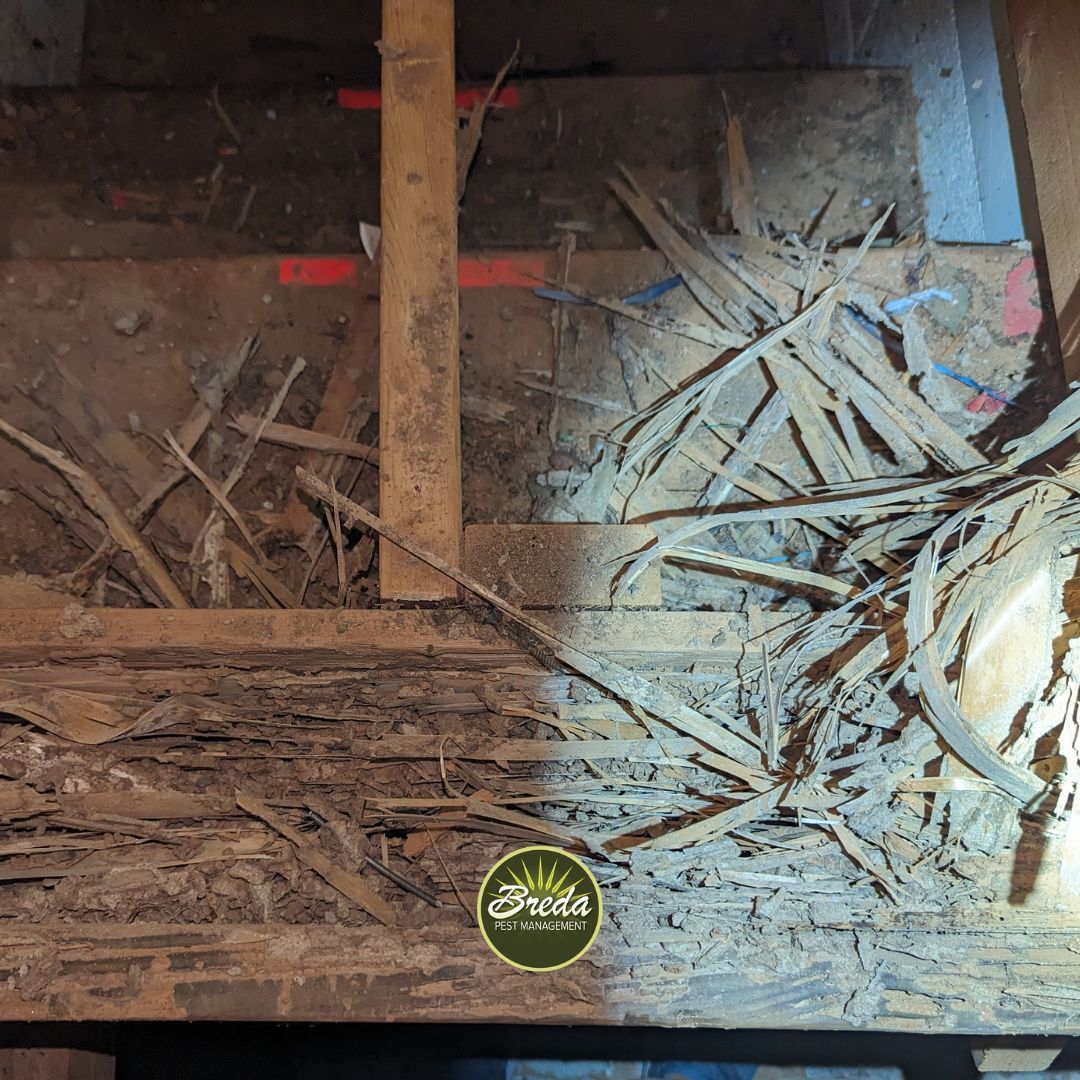 pile of termite destroyed wood in house basement