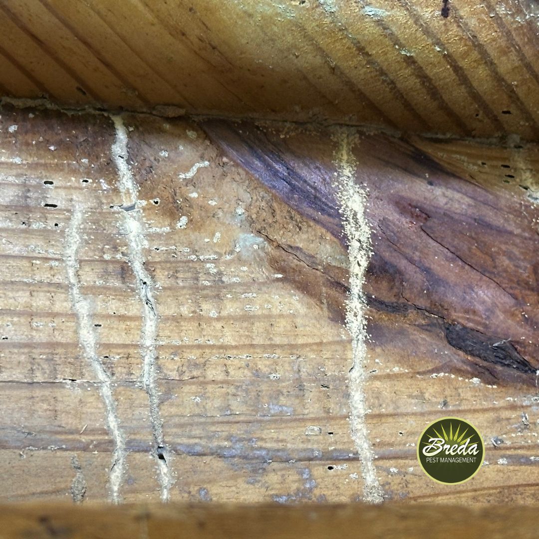 termite trail in wood beam in Georgia home termites and termite swarmers in Georgia