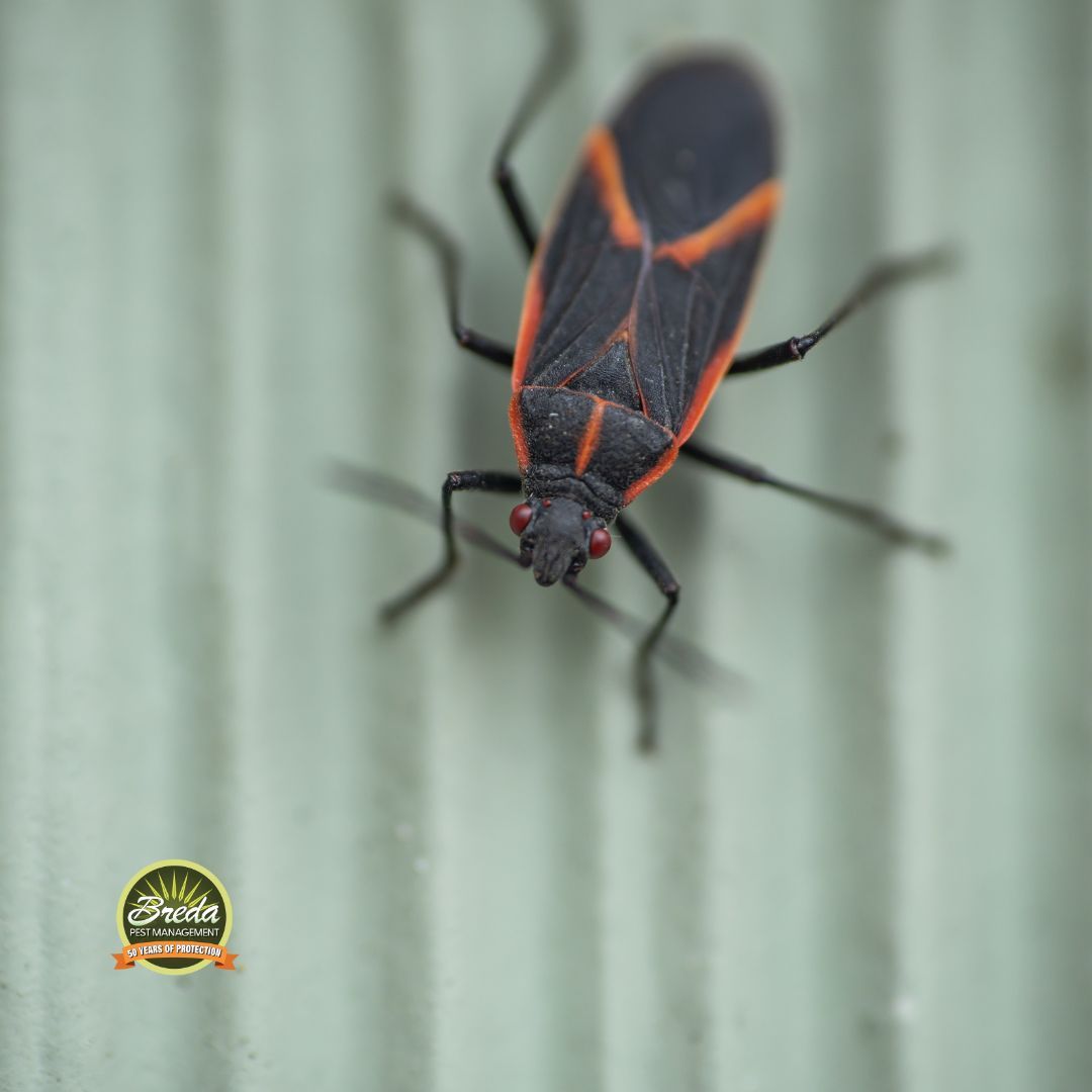 box elder bug on exterior of a home fall pests in Georgia