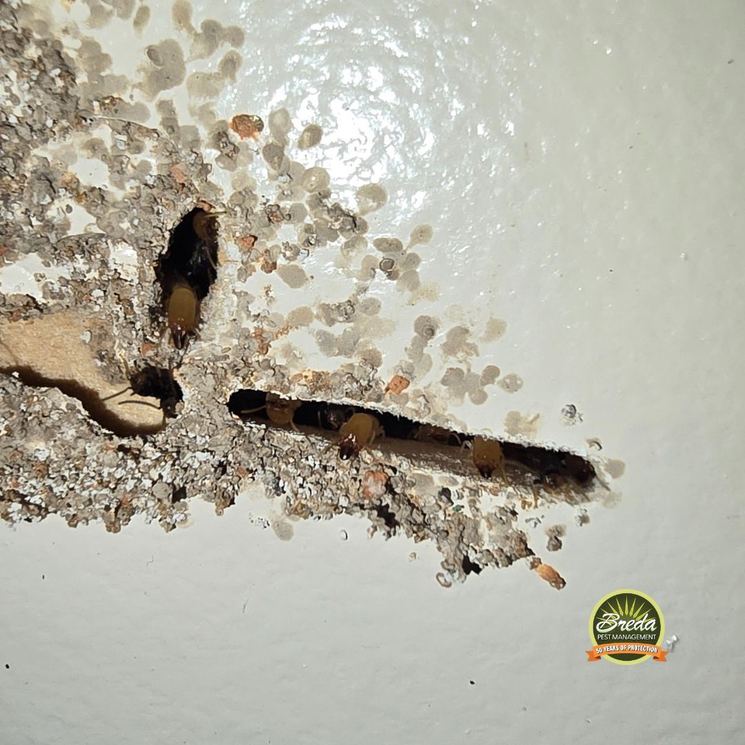 termite damage in interior wall in Georgia home