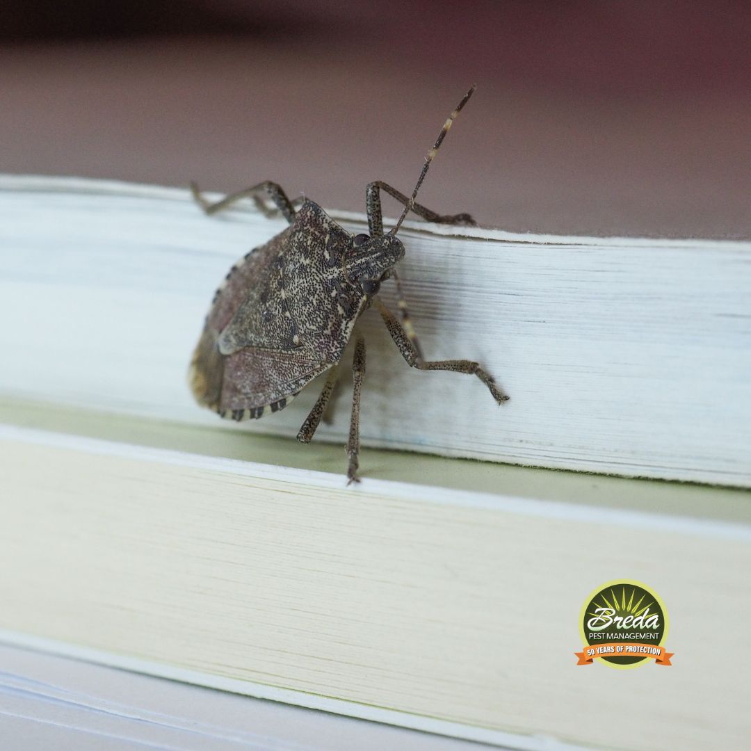 stink bug crawling on the outside of a window stink bugs in Georgia
