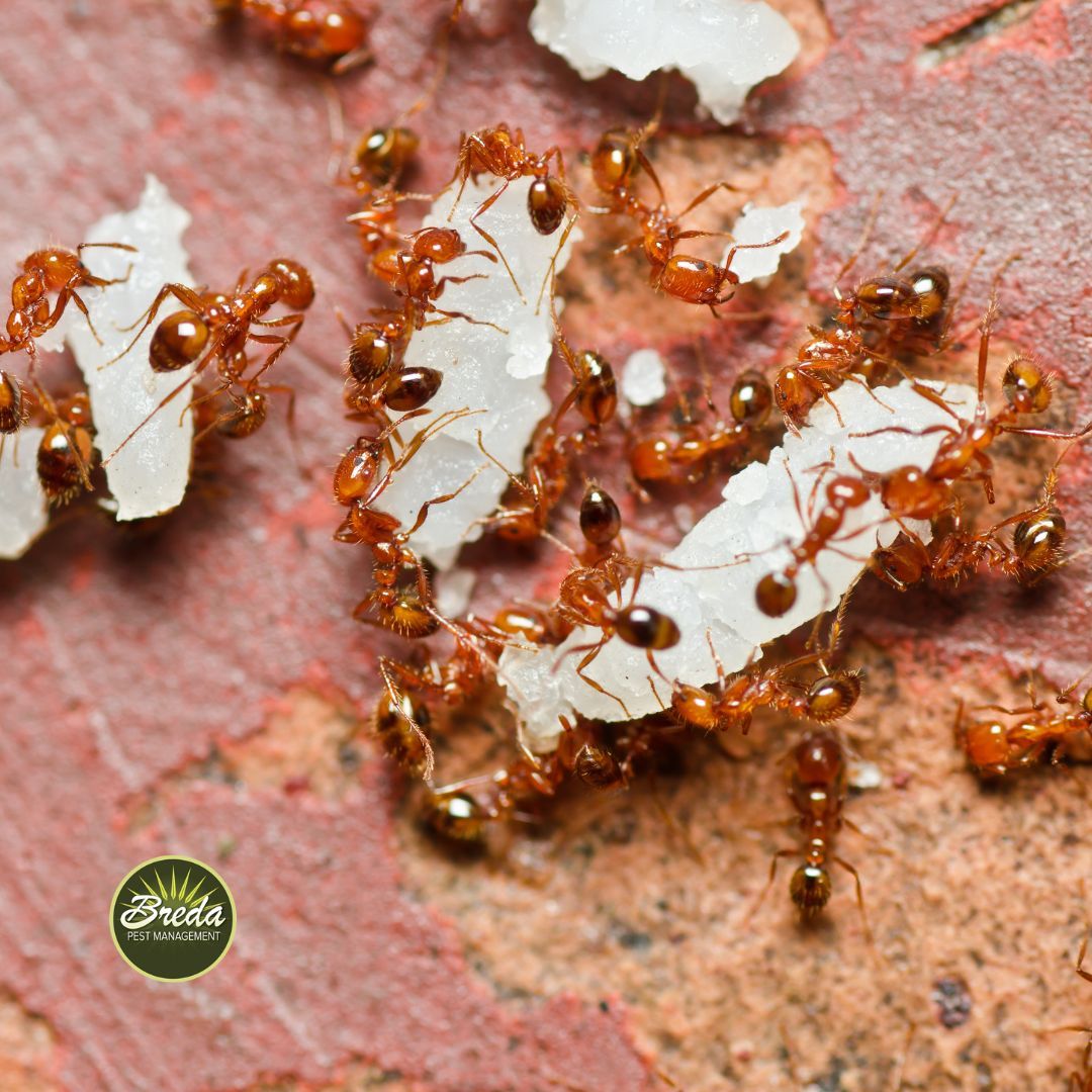 fire ants eating food outside ants in georgia