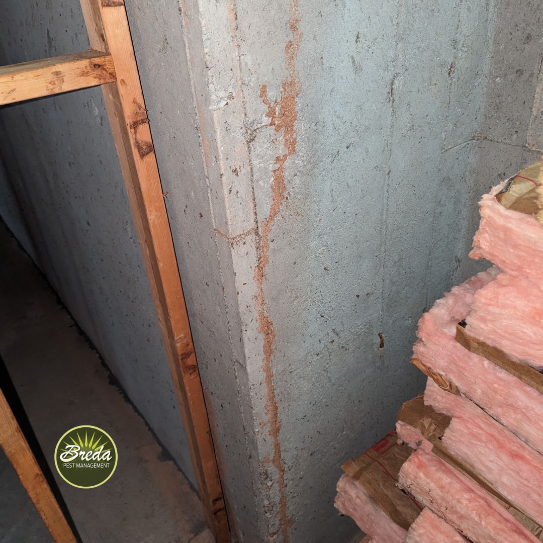 termite mud tube going up basement wall