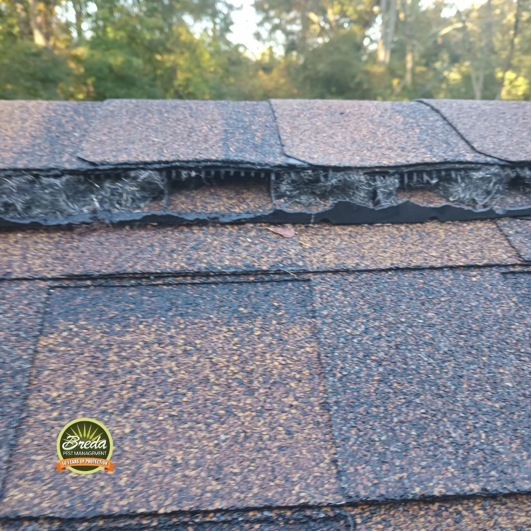 rodent damage to ridge vent on a roof winter-proofing pest control in Georgia