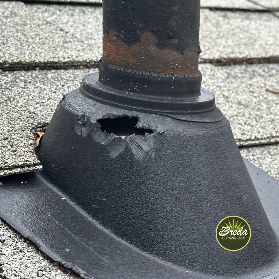 squirrel damage on Georgia home's roof gray squirrel flying squirrel in Georgia