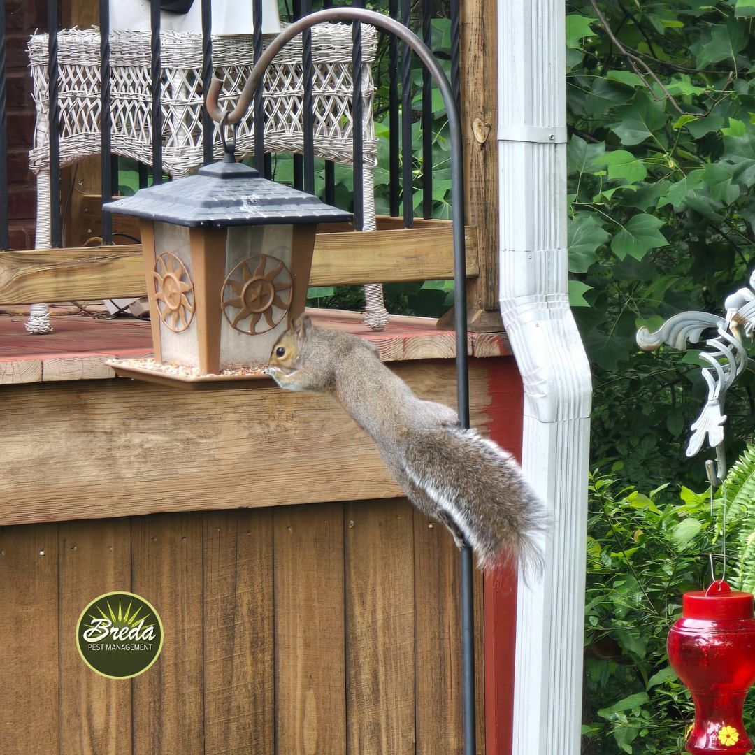 squirrel-proofing Marietta home