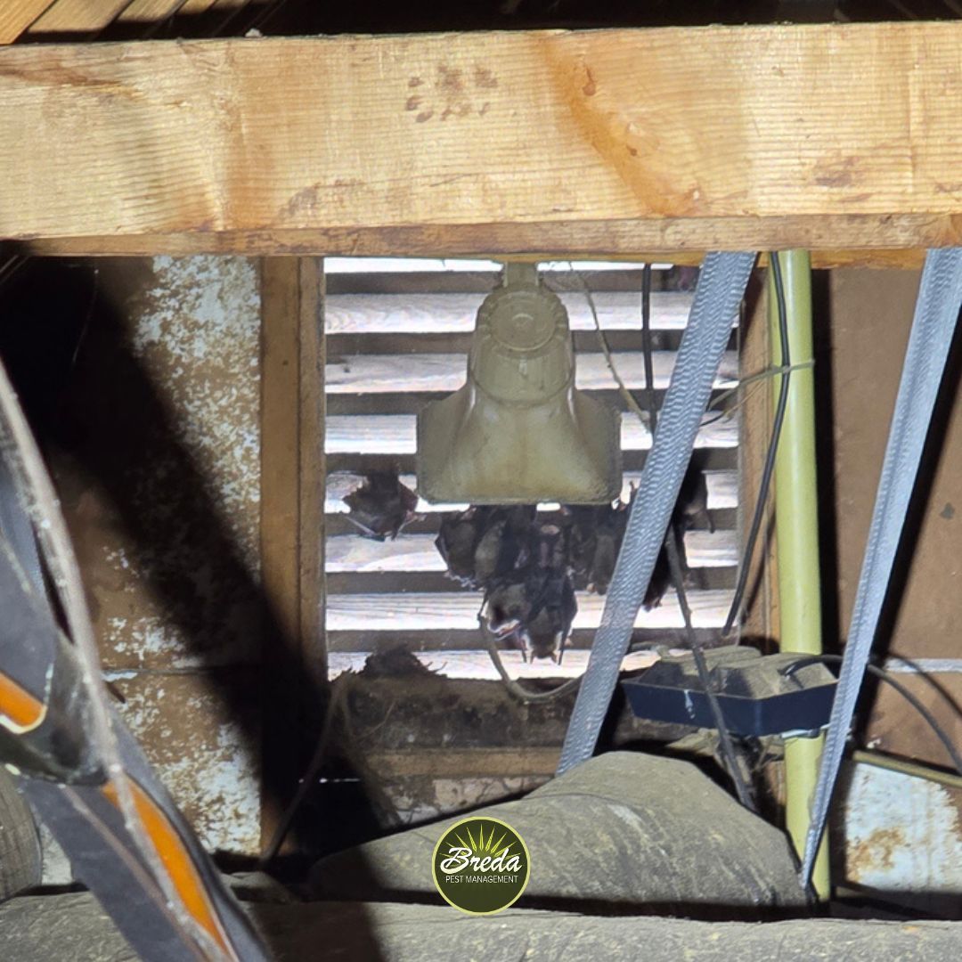 group of bats hanging in an attic vent screen in a Georgia home attic Atlanta bat control