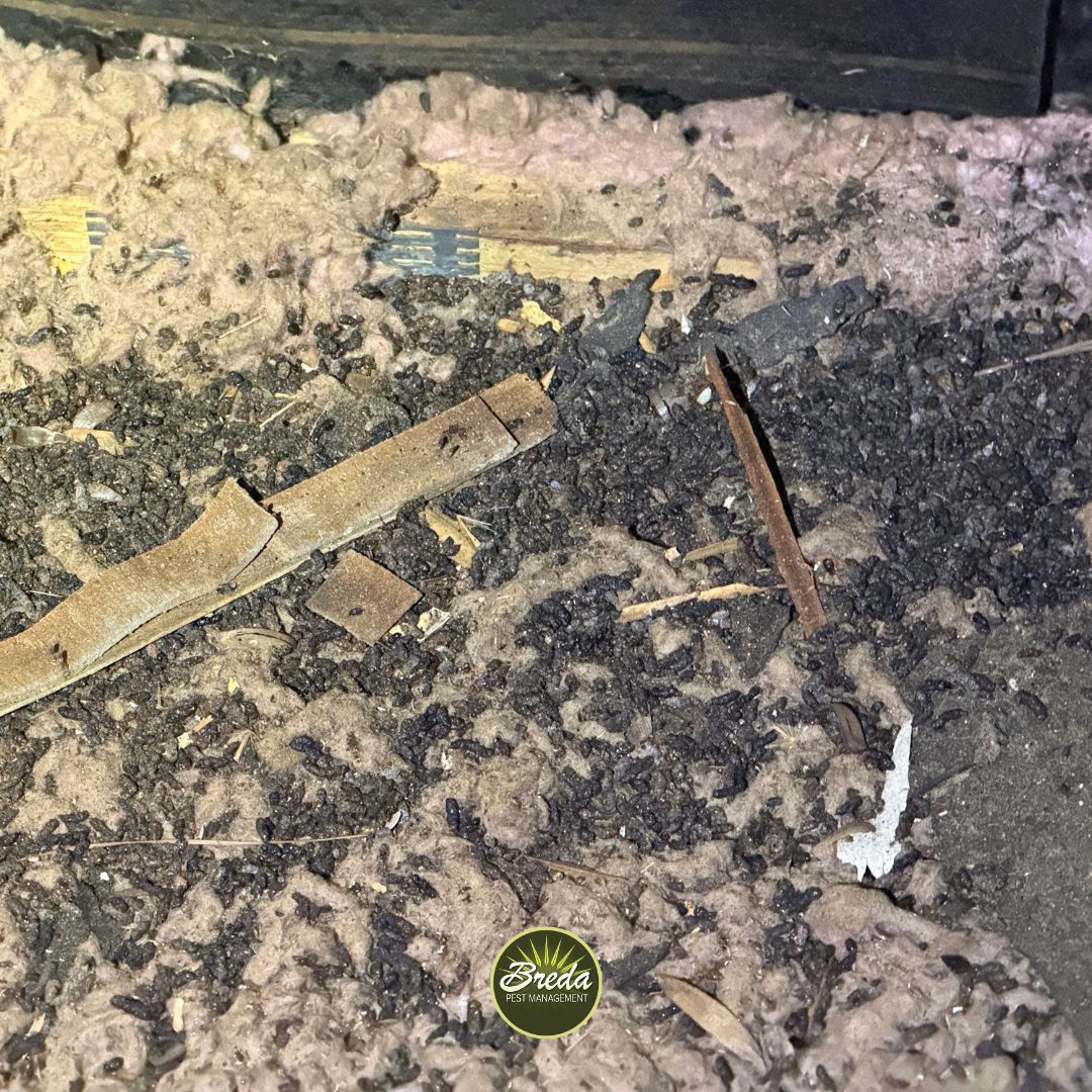 bat guano inside a Georgia home attic bat control in Georgia