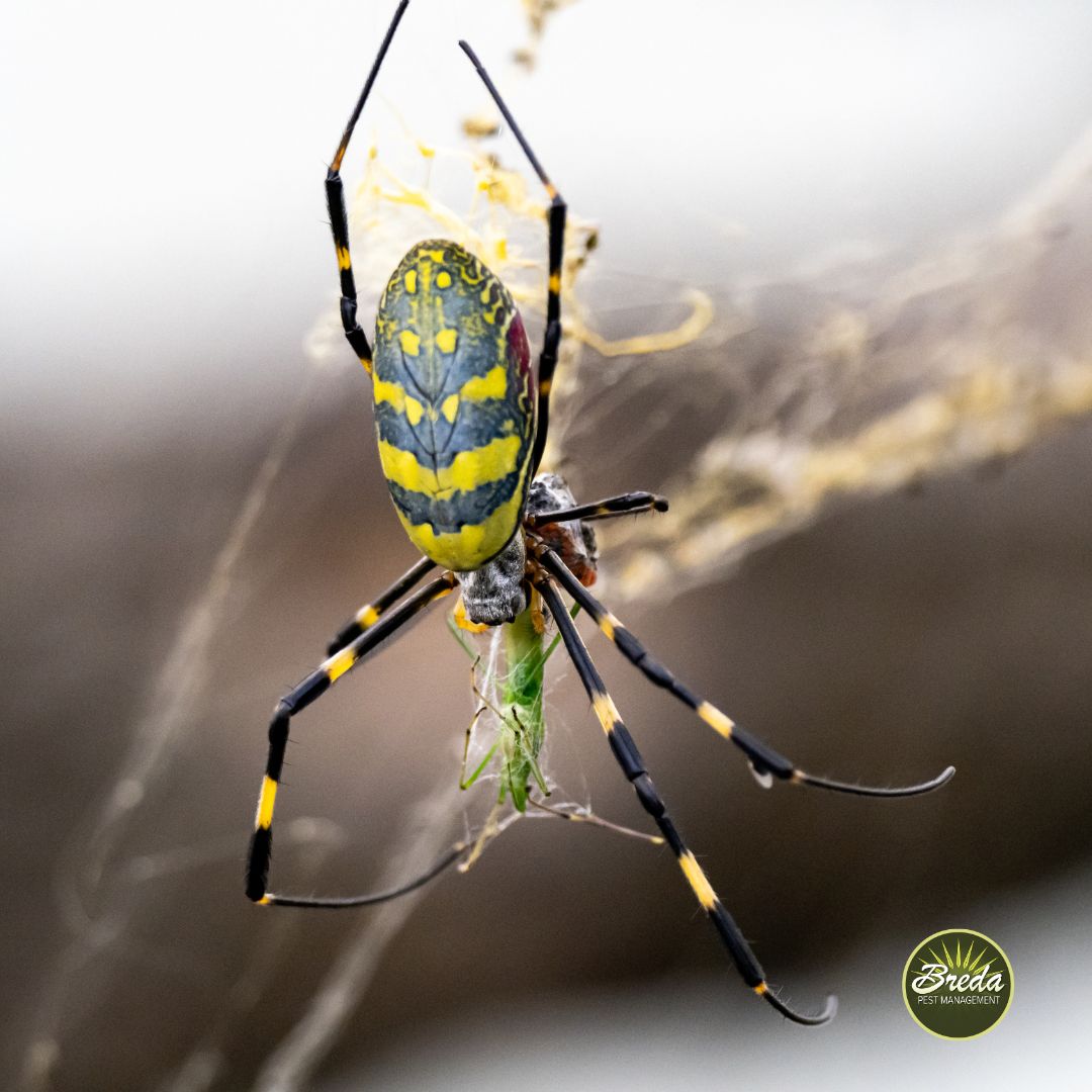 close up picture of a Joro spider in a web eating an insect Joro spiders in Georgia
