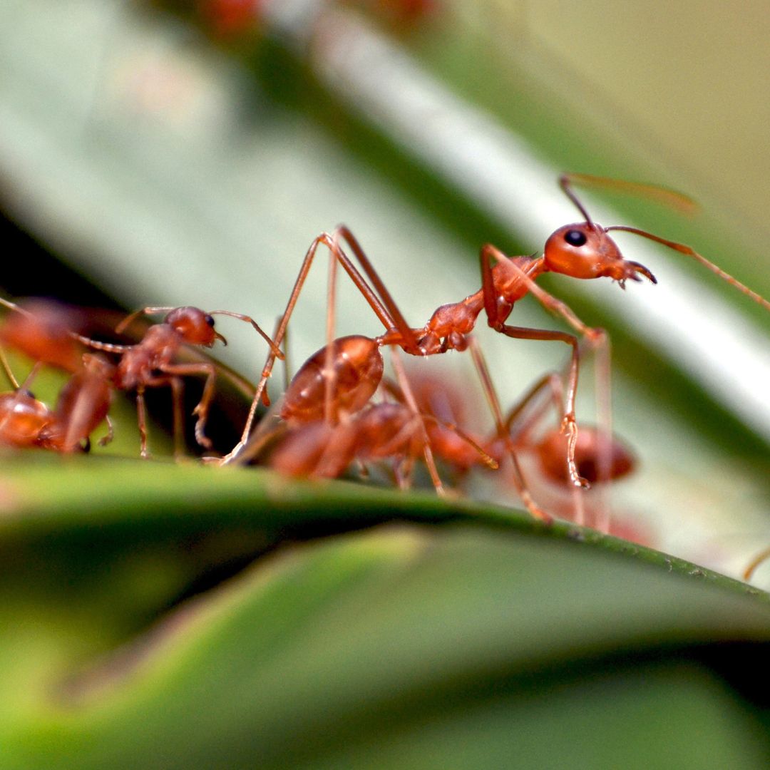 Close-up of red ants crawling on green leaves with detailed focus on one ant in the center.