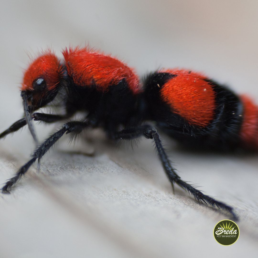 Close-up of a red velvet ant with bright red and black fuzzy body on a light surface.