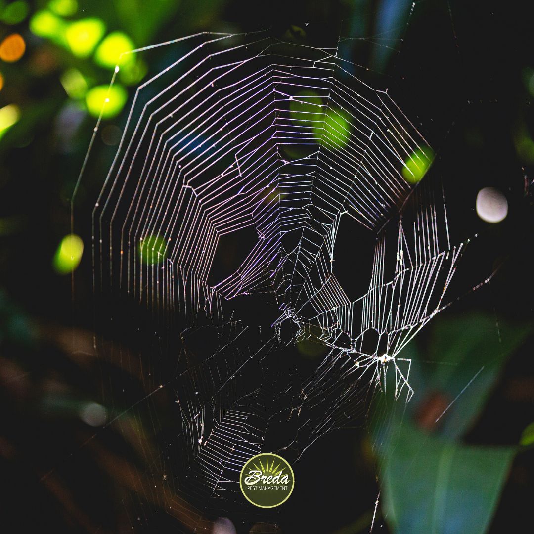 A spider web strung between tree outside a home Joro spiders in Georgia