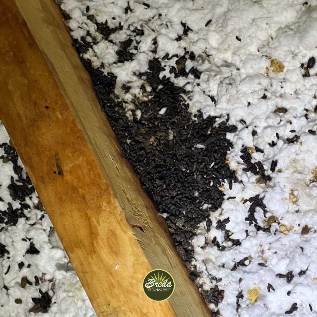 a pile of bat guano in attic insulation in a Georgia home attic Atlanta bat control