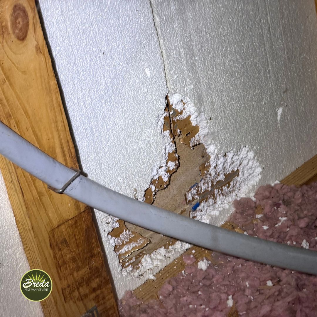 Wall with squirrel damage near insulation and a wooden beam in a basement or crawl space.