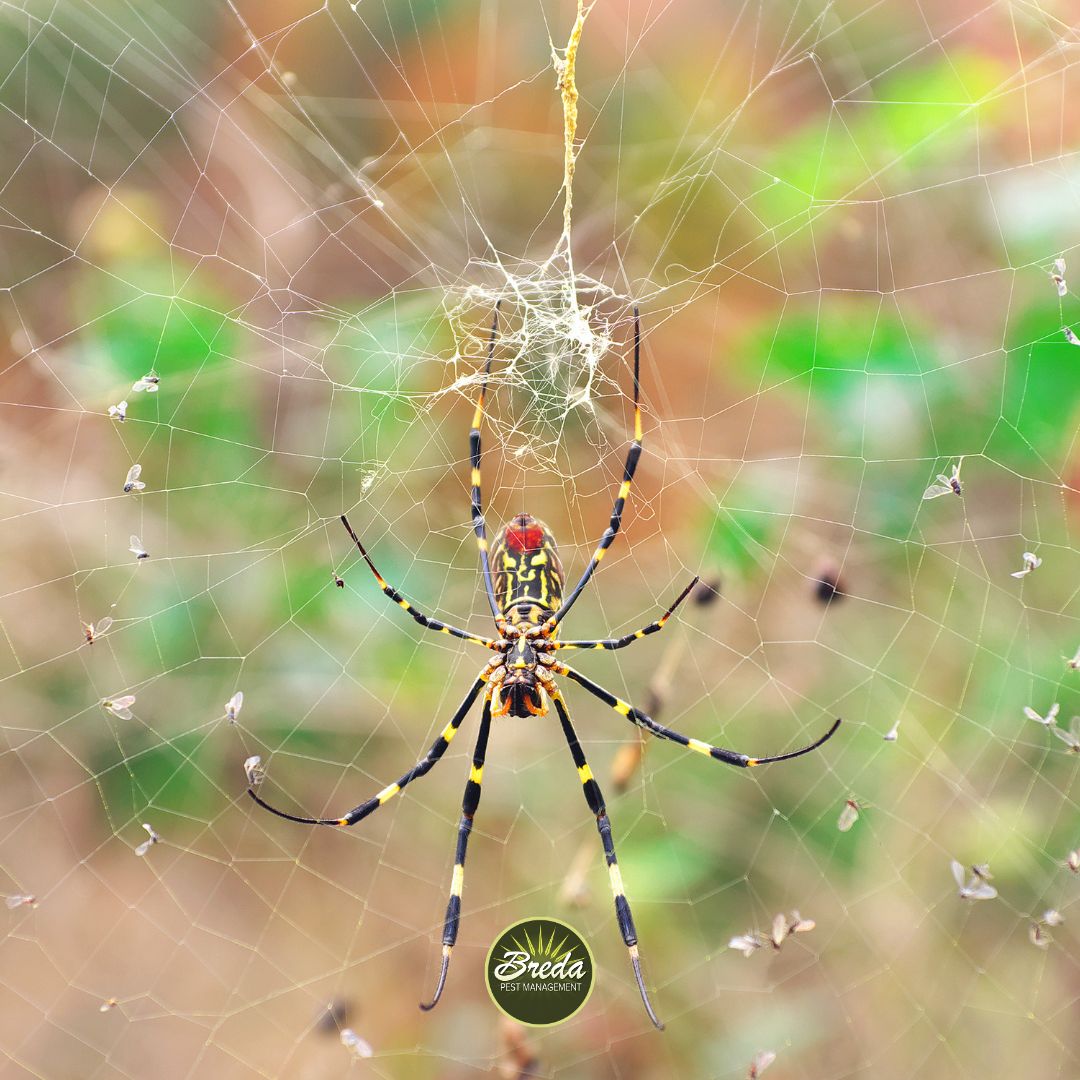 Close up photo of the underside of a Joro spider in its web outside Joro spiders in Georgia