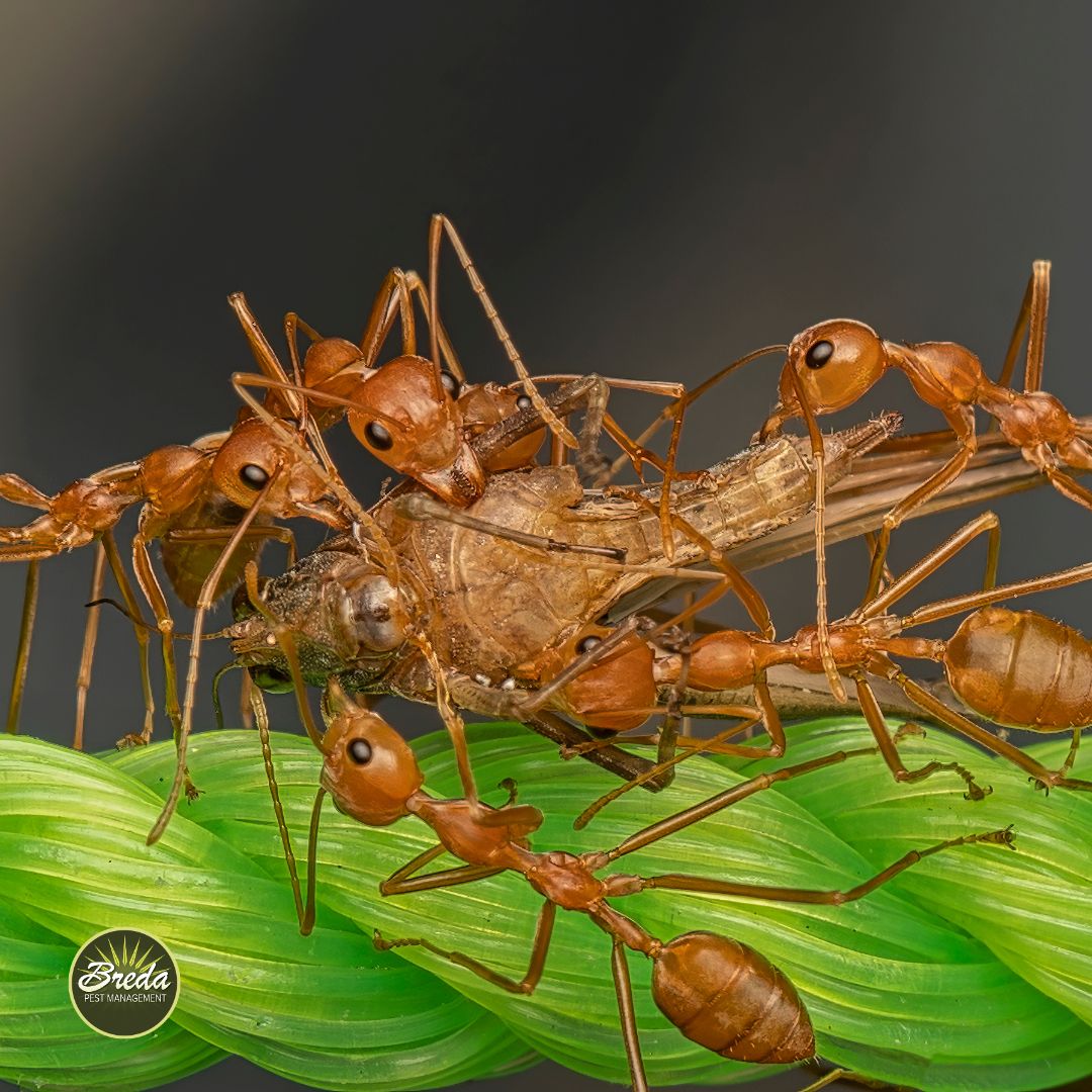 Close-up of red ants collectively carrying a large insect over green foliage with a dark blurred background.