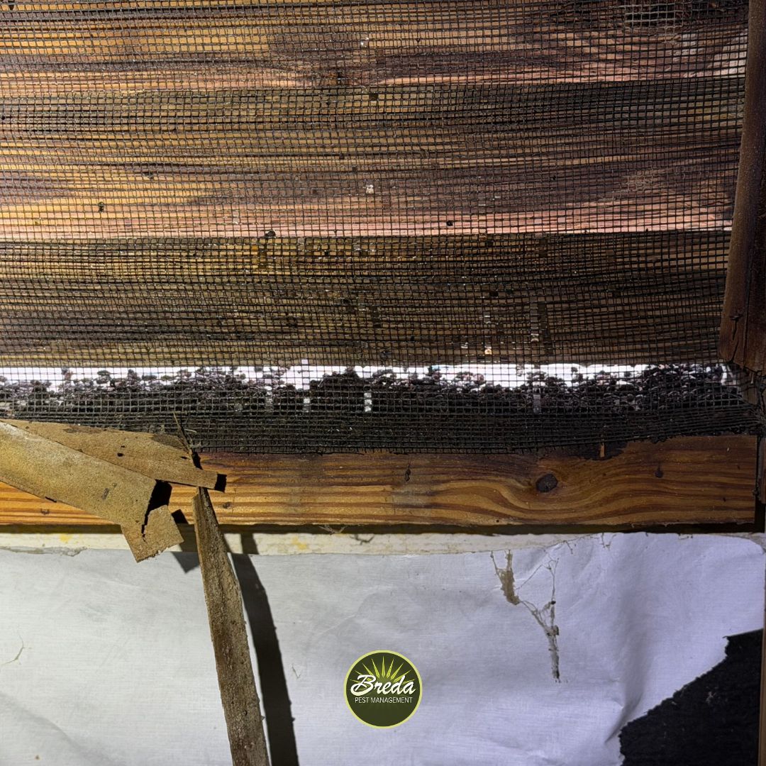 bat guano stuck behind a gable vent screen in a Georgia home attic bat control in Georgia