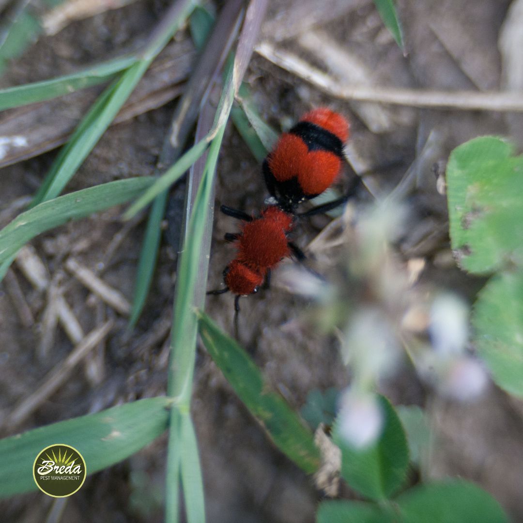 Close-up of a red and black velvet ant crawling on soil among green grass blades and leaves.