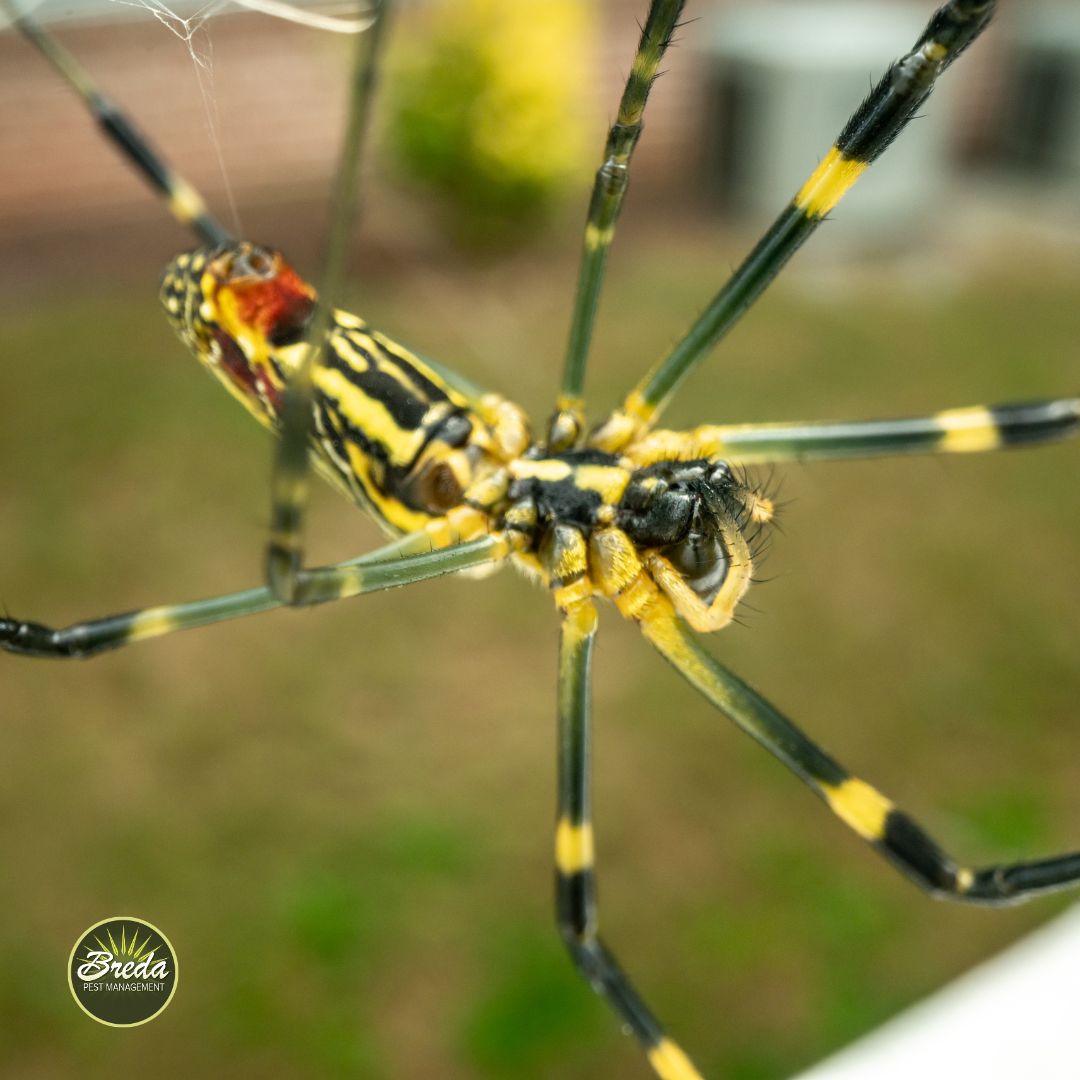 close up picture of the underside of a Joro spider in a web Joro spiders in Georgia