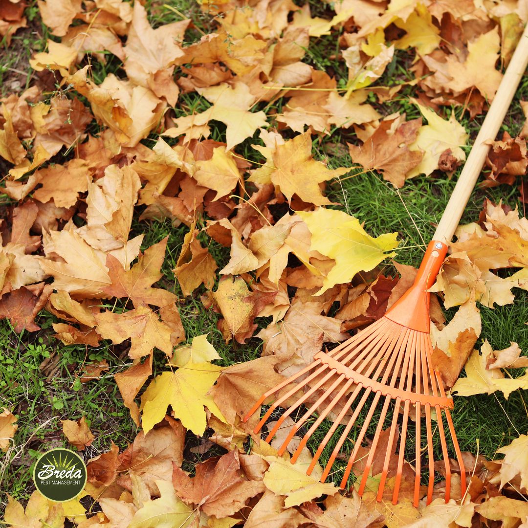 Orange rake resting on green grass covered with yellow and brown autumn maple leaves in fall.