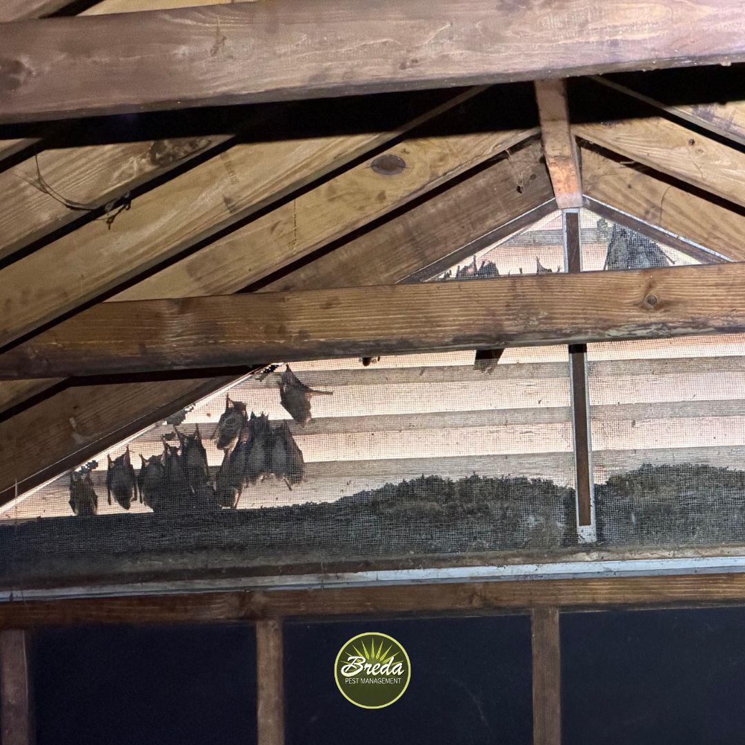 a large group of bats hanging in an attic vent screen in a Georgia home attic Atlanta bat control