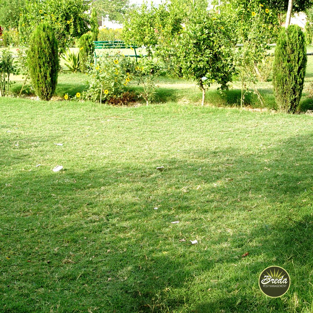 Green garden lawn with small trees, flowering plants, and a bench in the background under sunlight.