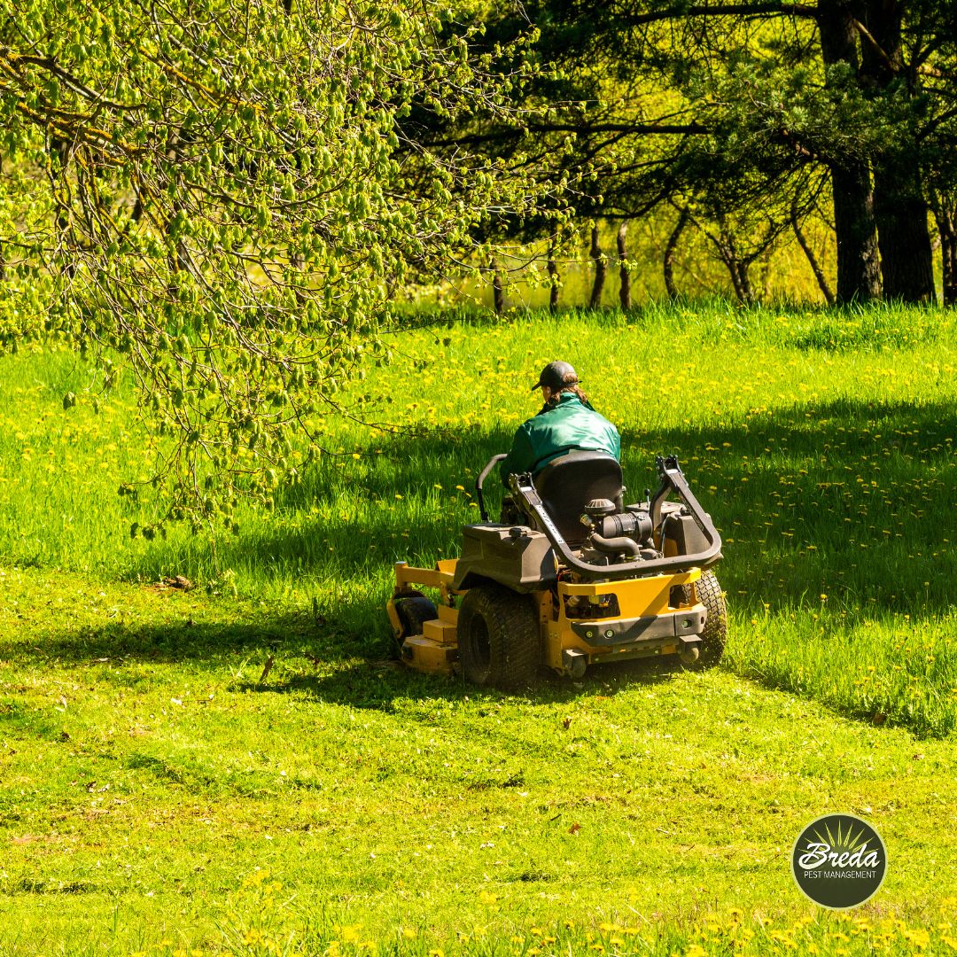 Person mowing a lush green lawn with a riding mower on a sunny day under leafy trees
