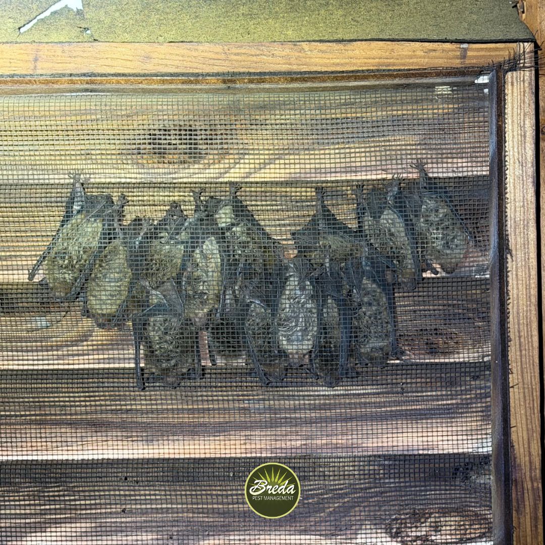 bats hanging inside a gable vent screen in a Georgia home attic bat control in Georgia