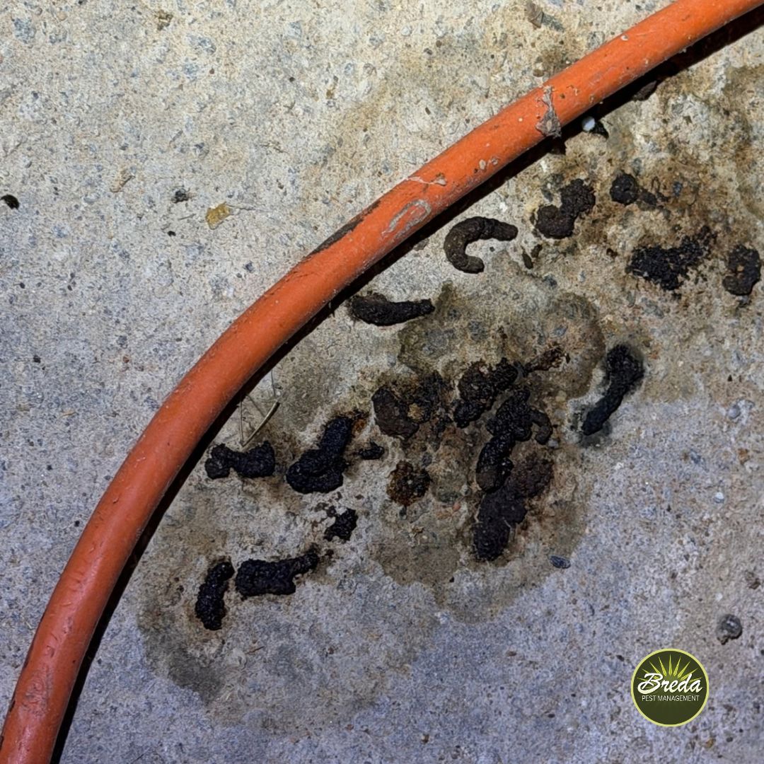 Close-up of rodent droppings on a concrete surface next to an orange cable, indicating pest presence.