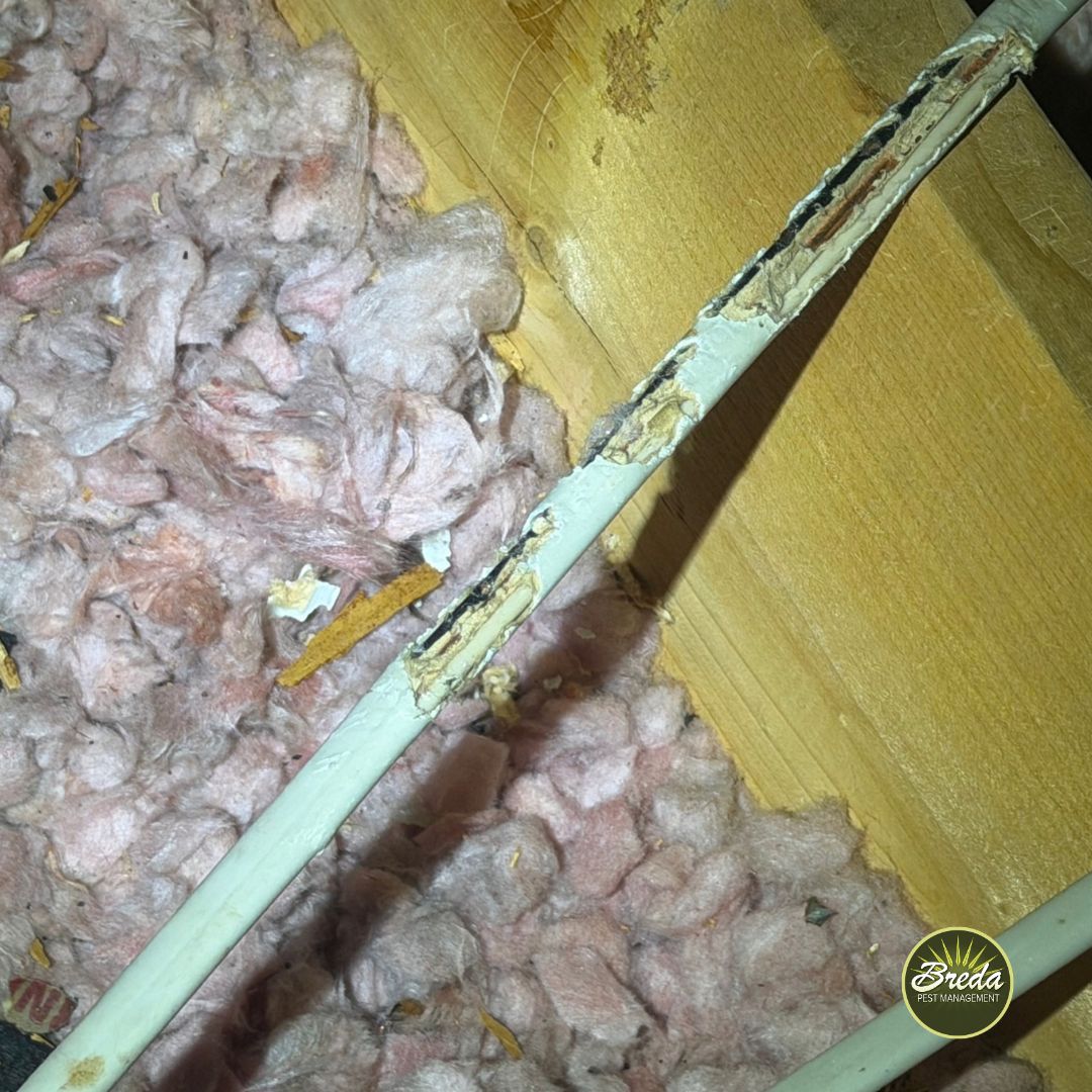 Close-up of a chewed white electrical wire with exposed damage against wood and pink insulation.