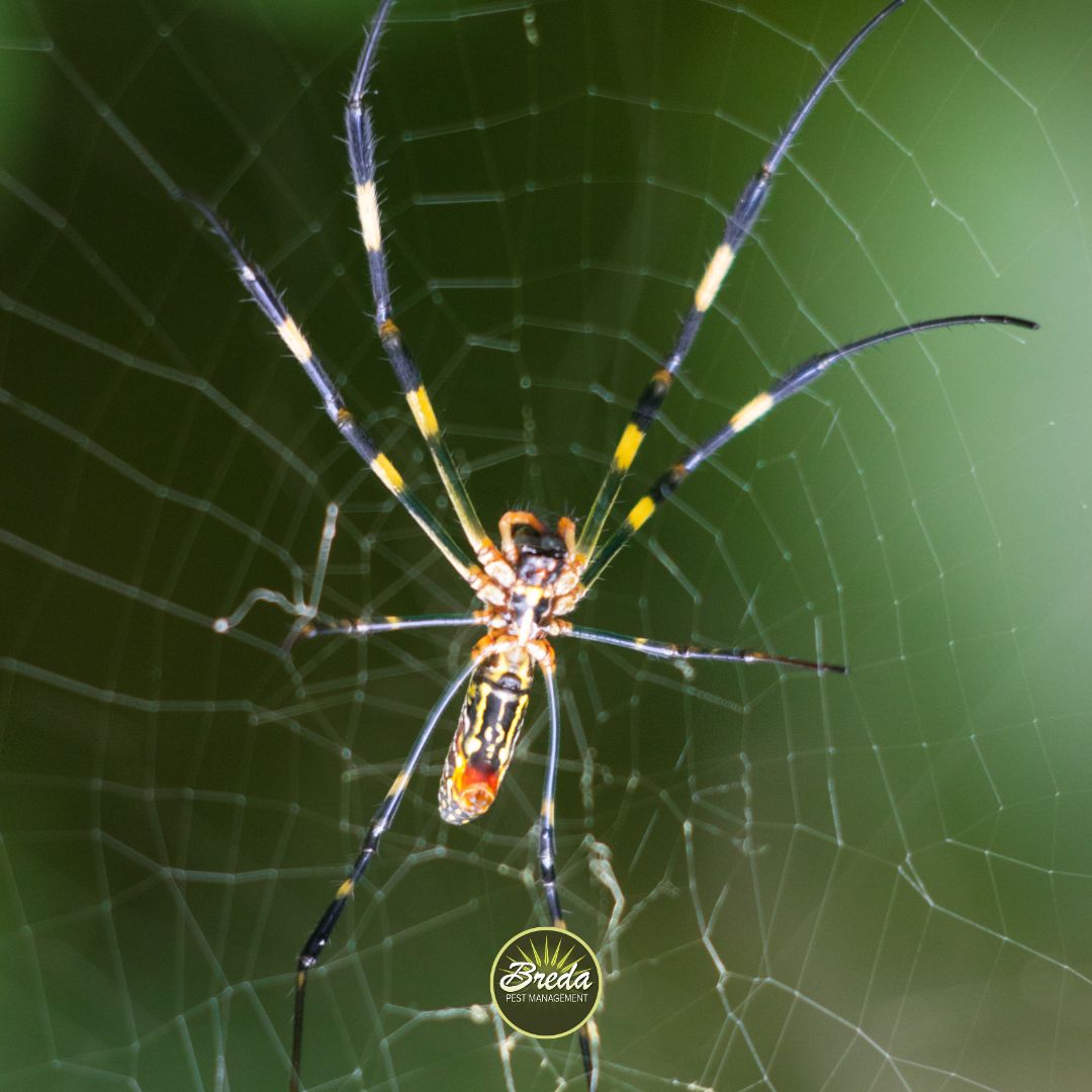 close up photo of a Joro spider spinning its web Joro spiders in Georgia