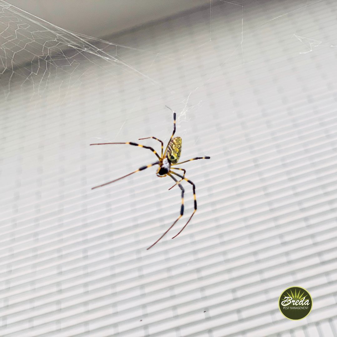 overhead picture of a Joro spider hanging in a web on the exterior of a home Joro spiders in Georgia
