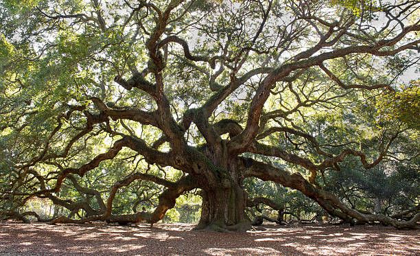 a beautiful southern live oak