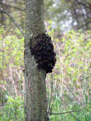black knot fungus on a tree