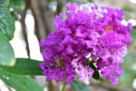 a close up of a twilight crape myrtle purple tree