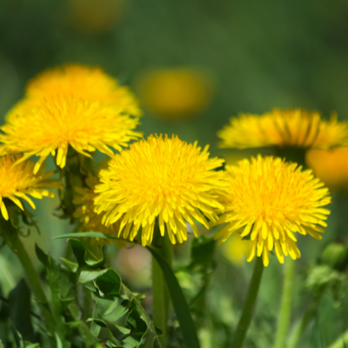 Is it illegal to grow dandelions in your yard in Pueblo?