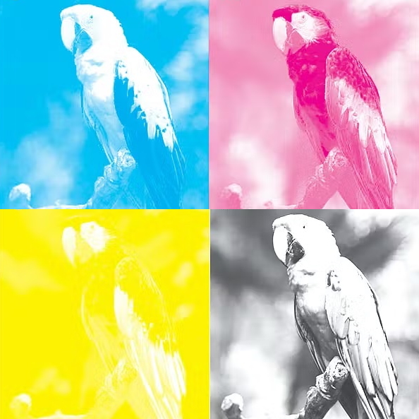 Monochrome output of a parrot displayed in all four CMYK ink colors