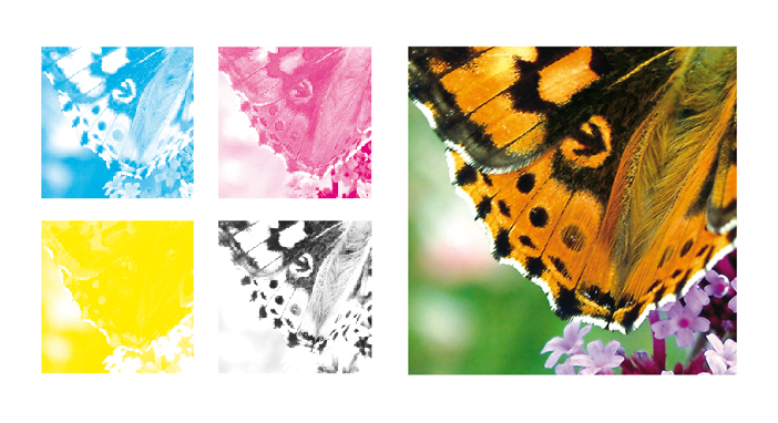 CMYK color separations and the final image of a butterfly wing 