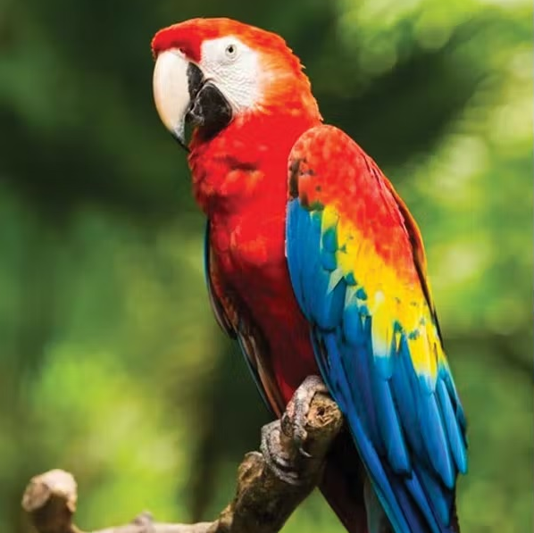 Full color image of a parrot printed with the CMYK Process
