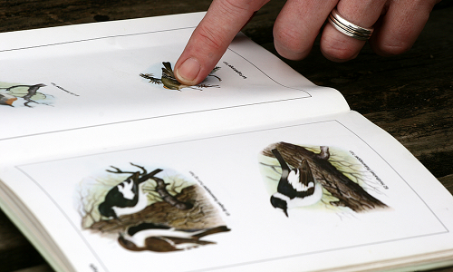 A hand pointing to a page in a field guide about birds 