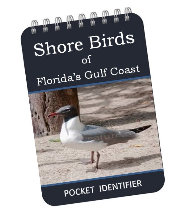 A small pocket-size flip book for identifying Florida shore birds 