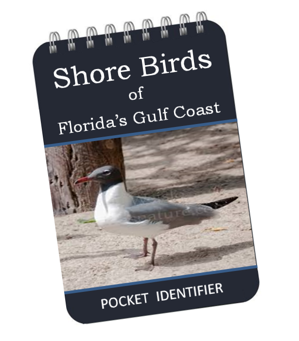 A small pocket-size flip book for indentifying Florida shore birds  