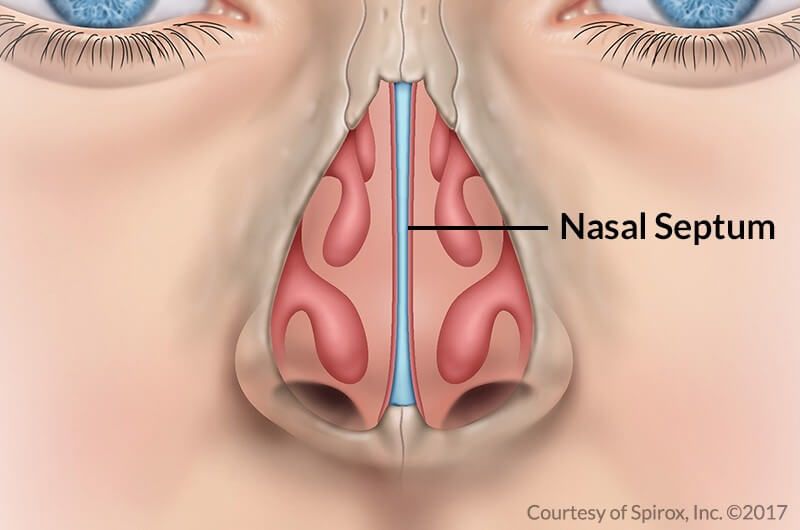 Nasal Septum