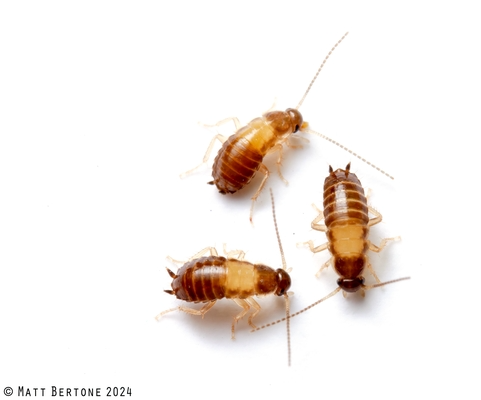 German cockroach nymph