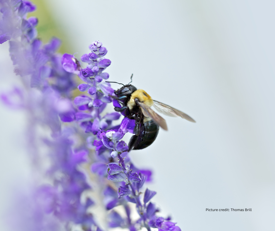 carpenter bee on a flower in Maryland