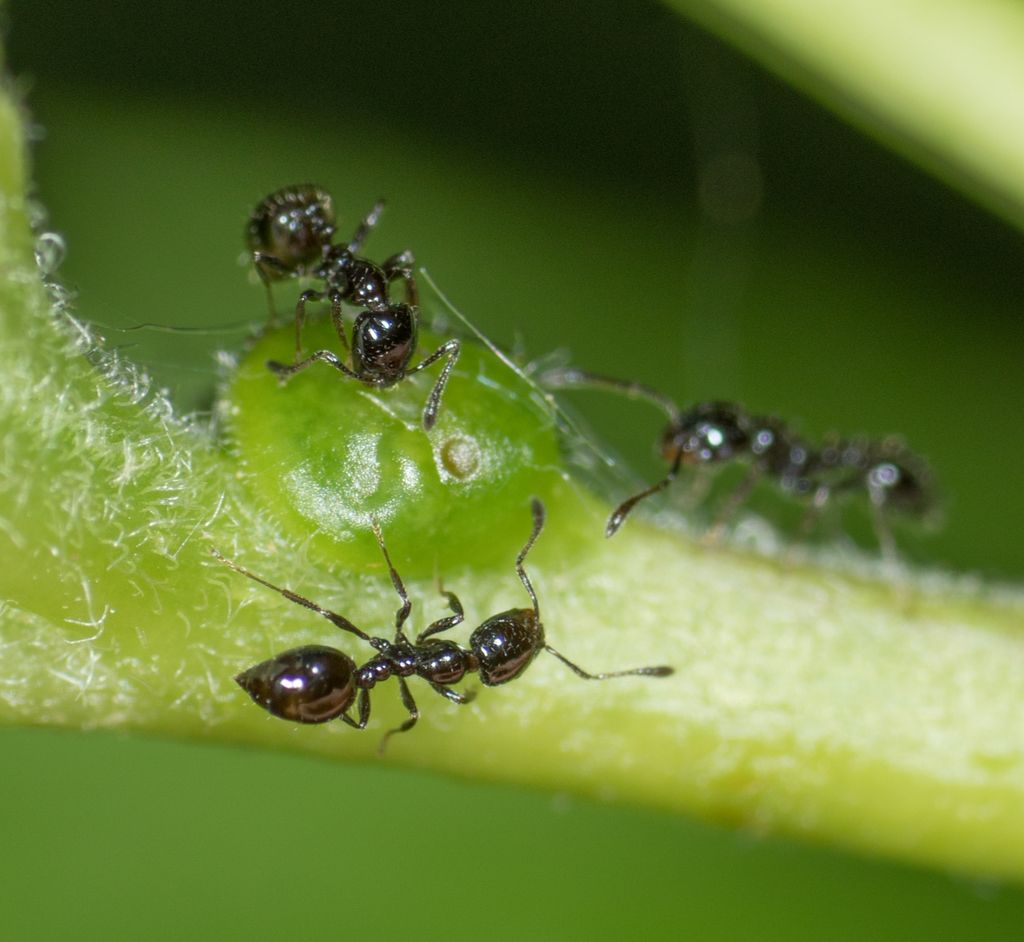 Little Black Ants