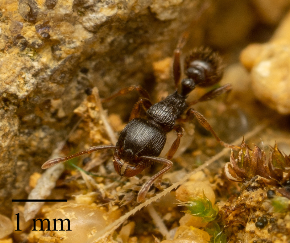 Pavement Ant in Montgomery County MD