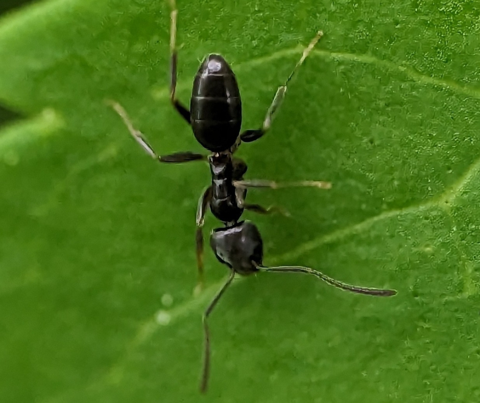 Odorous House Ants in Montgomery County MD